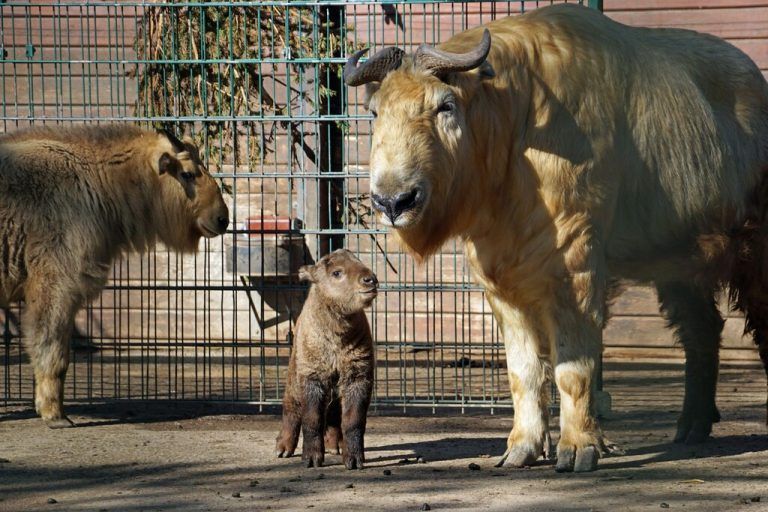 Goldtakin-Nachwuchs