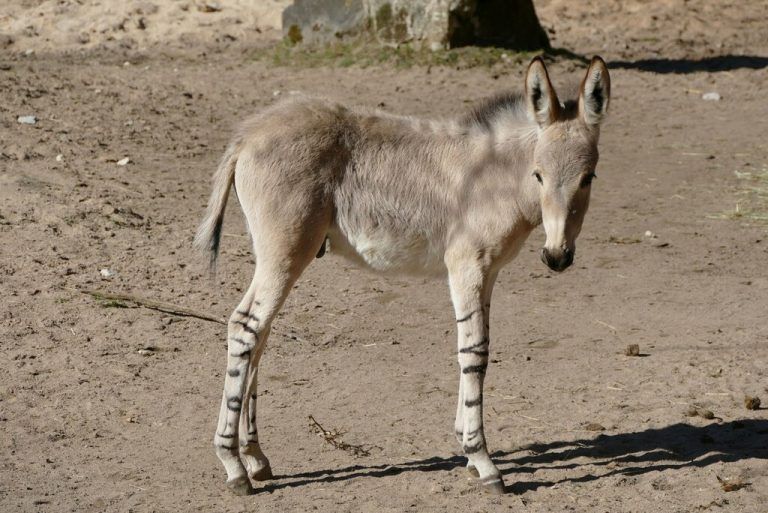 Seltene Tierart