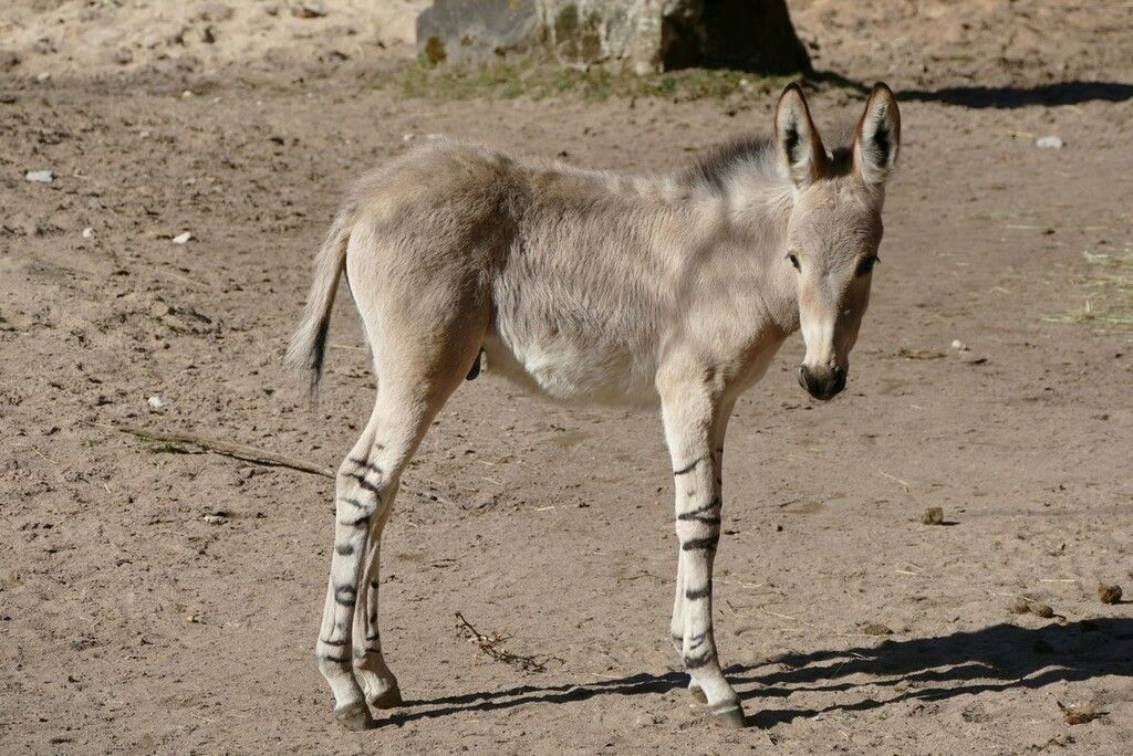 Seltene Tierart