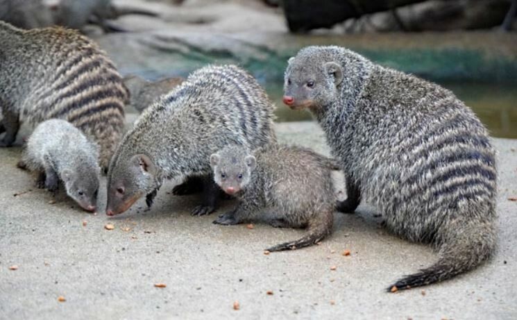 Quirliger Nachwuchs