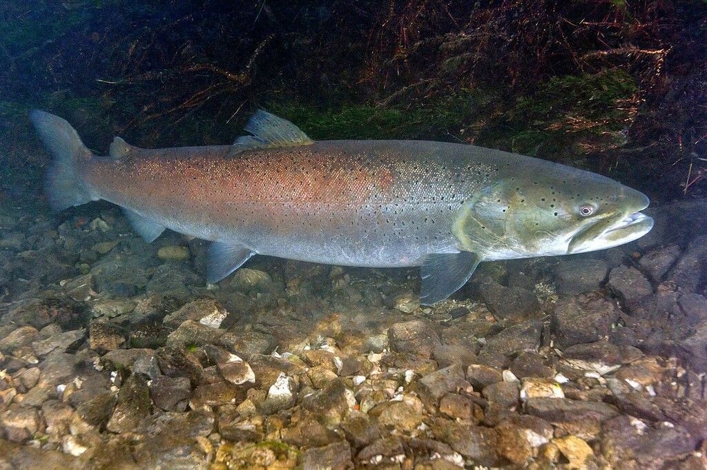 Süßwasserfische bedroht