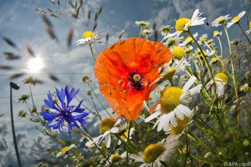 Lichtverschmutzung stört Insekten beim Bestäuben