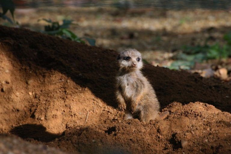Nach zwei Wochen verlässt das junge Erdmännchen den Bau. Zoo Duisburg/I. Sickmann