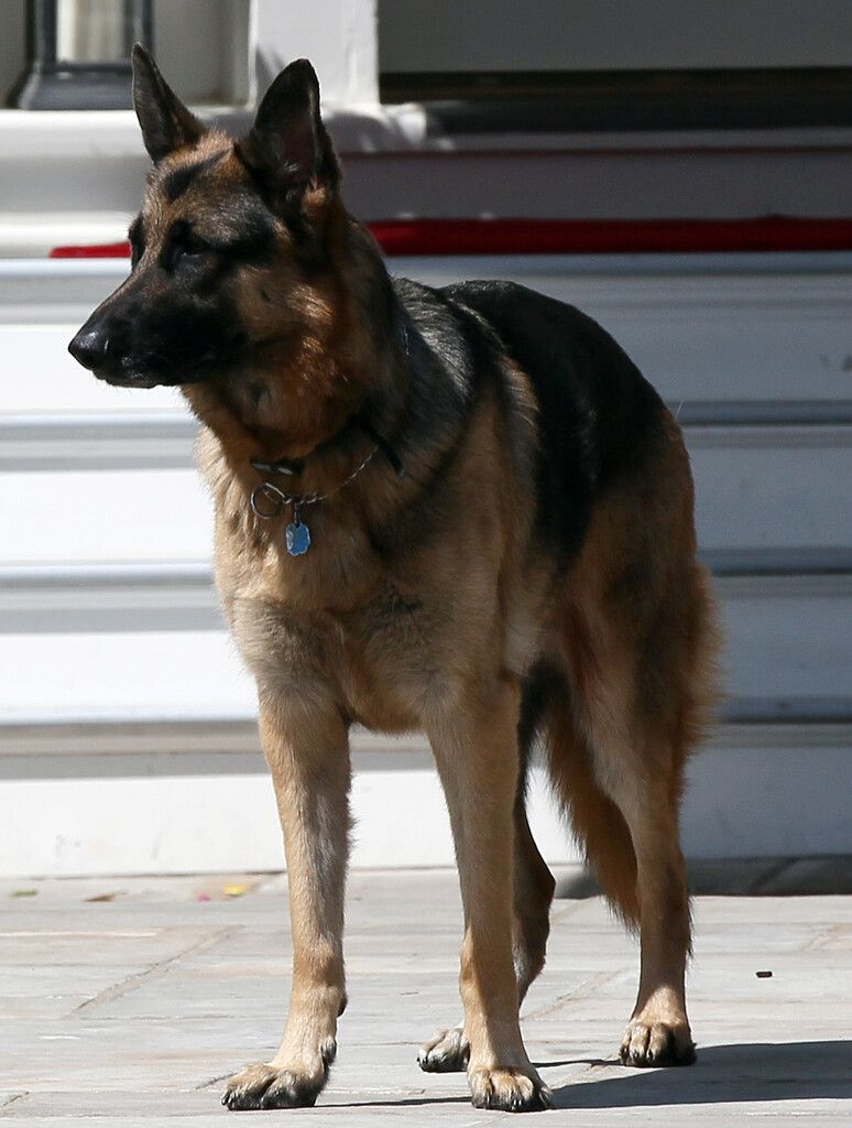 &#8220;First Dogs&#8221; Champ und Major mussten das Weiße Haus verlassen