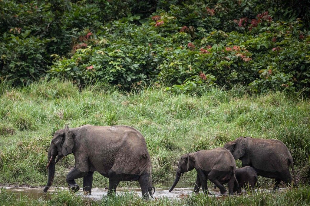 Afrikanischer Waldelefant akut vom Aussterben bedroht