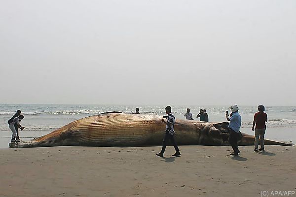 Zwei Tote Wale an Küste Bangladeschs angespült