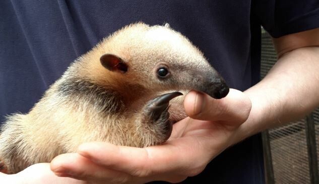 Kleiner Ameisenbär