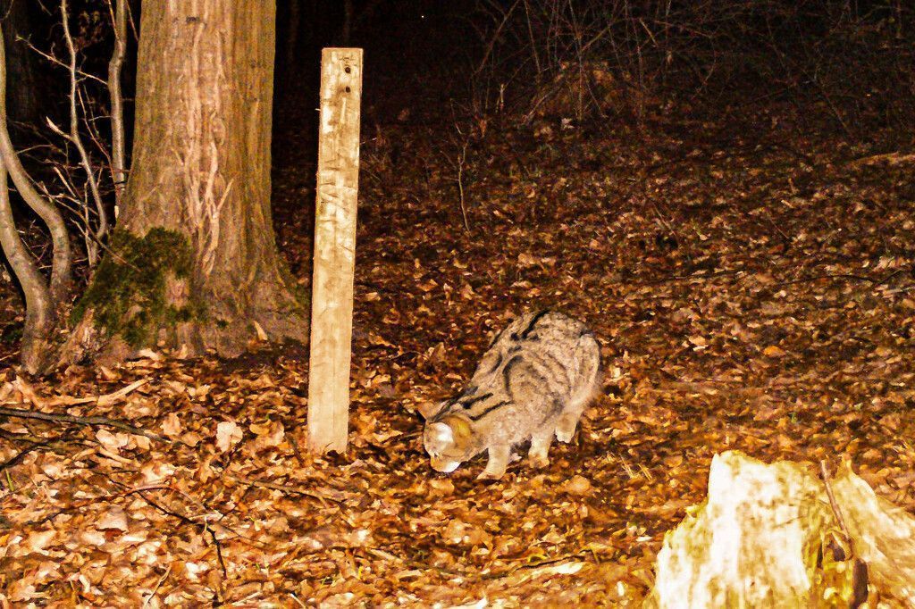 Erneut Wildkatzen im Thayatal entdeckt