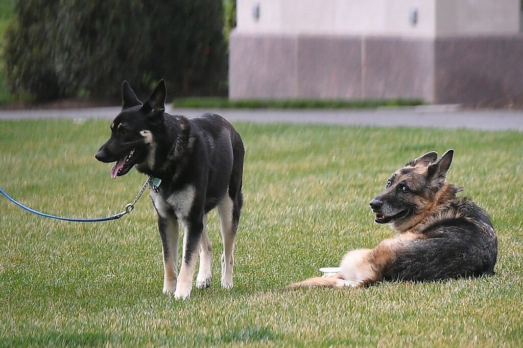 Bidens Schäferhund bekommt Unterricht