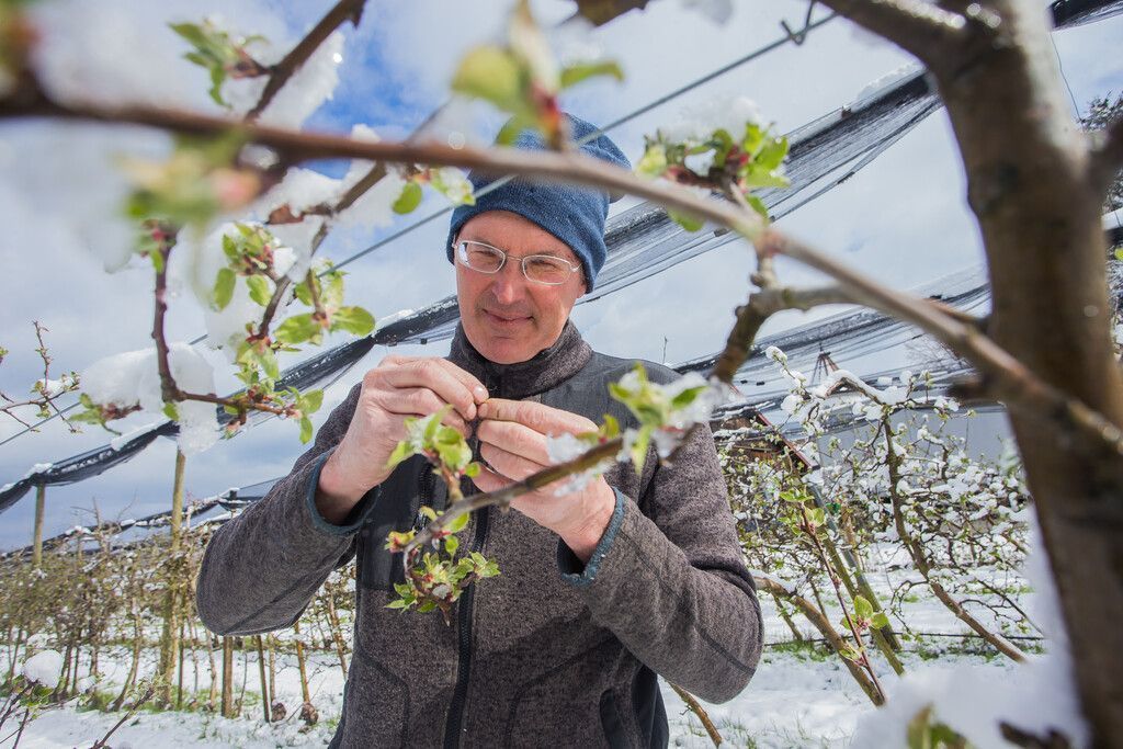 Die weiter drohende Frostgefahr lässt die Obstbauern im Land zittern. »a9