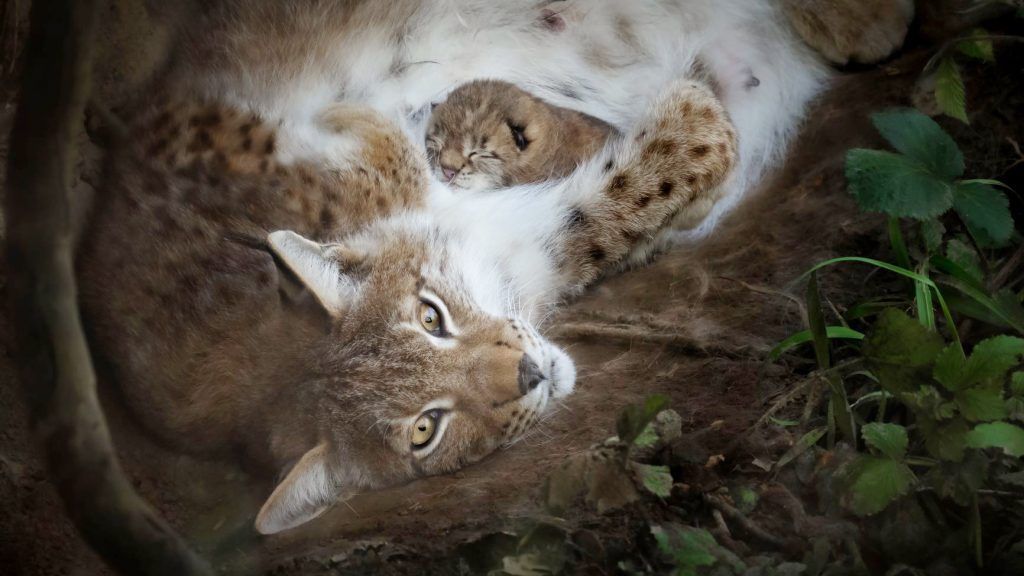 Süßer Luchsnachwuchs im Feldkircher Wildpark