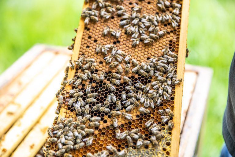 Die Bienen sind jetzt wieder aktiv. Sie brauchen warmes Wetter, um ihre Bestäubungsflüge zu machen. <span class="copyright">VN/Sams</span>
