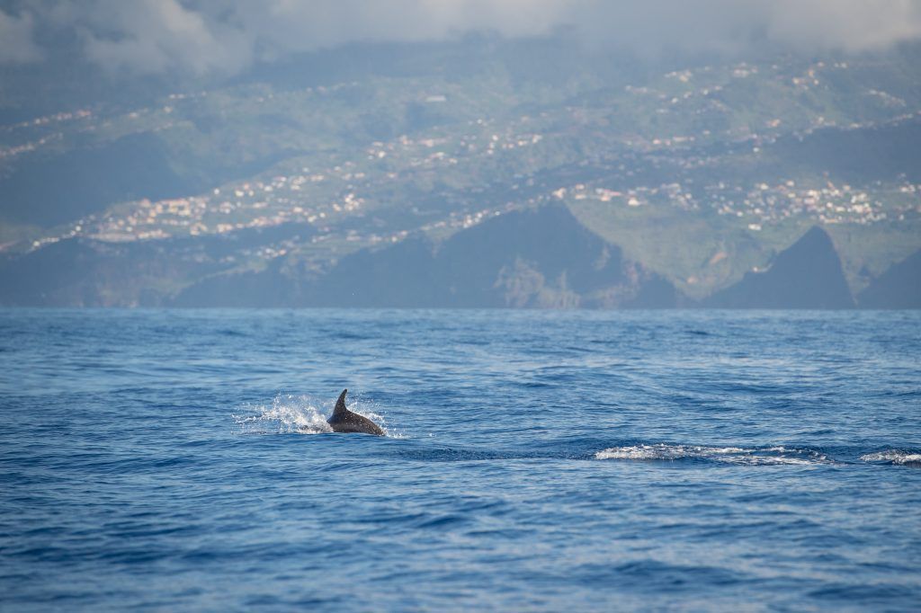 VN-Reisebericht: Abenteuerinsel Madeira