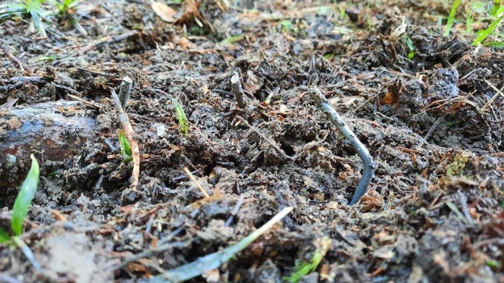Gefährliche Nagelfalle auf Waldweg in Göfis
