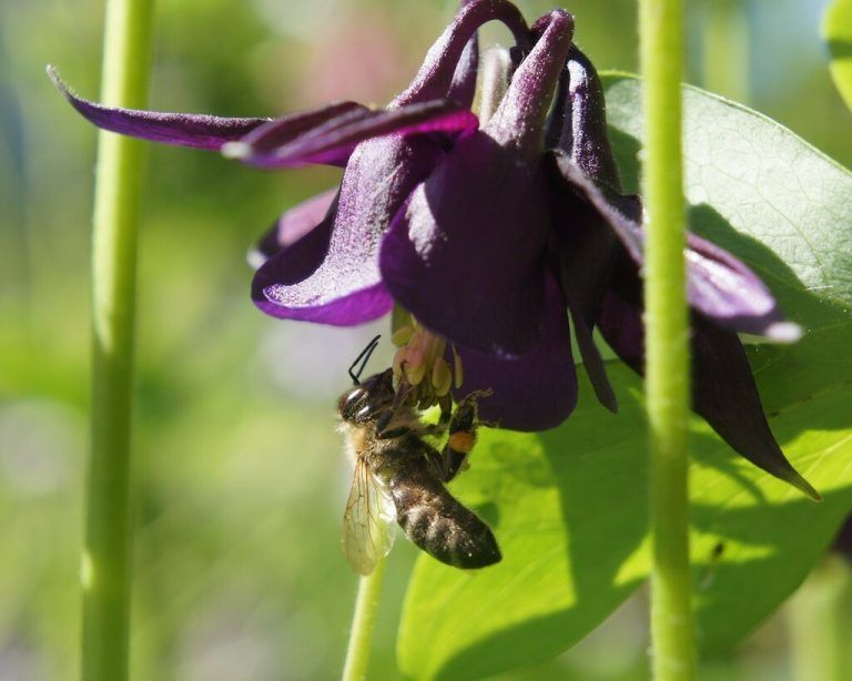 Alle Lebewesen - ganz besonders der Mensch - sollten Teil eines intakten Ökosystems sein.