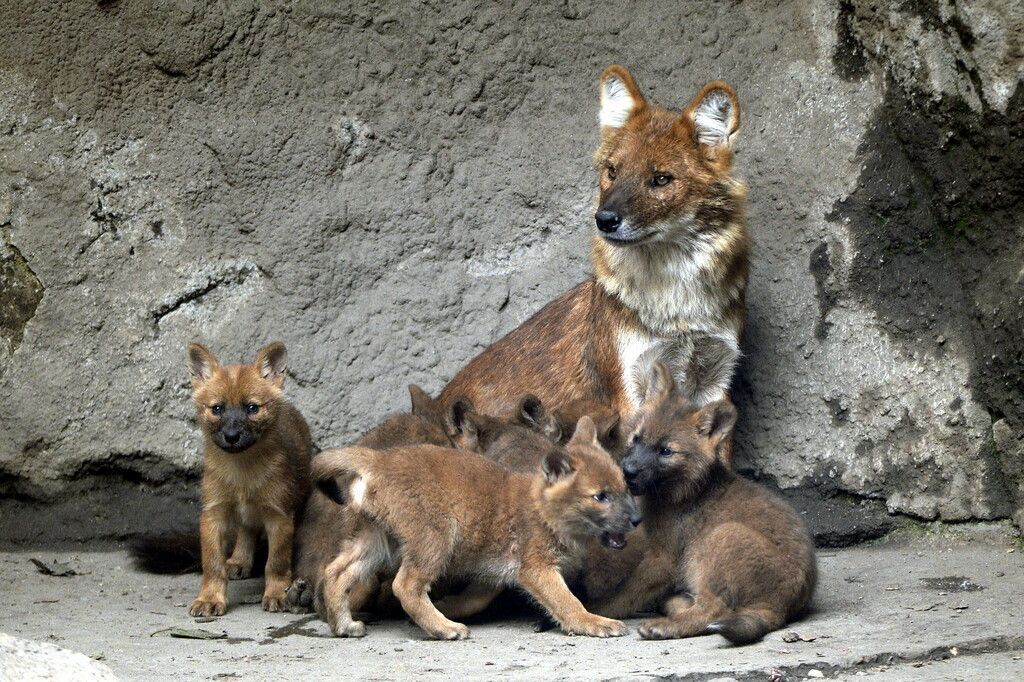 Erster Fototermin für Asiatische Wildhunde