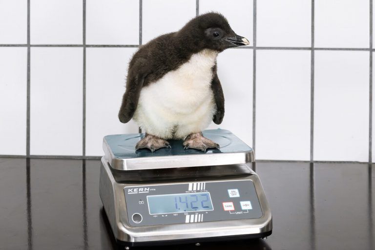 Auch das jüngste der Felsenpinguin-Küken wiegt schon knapp eineinhalb Kilogramm.