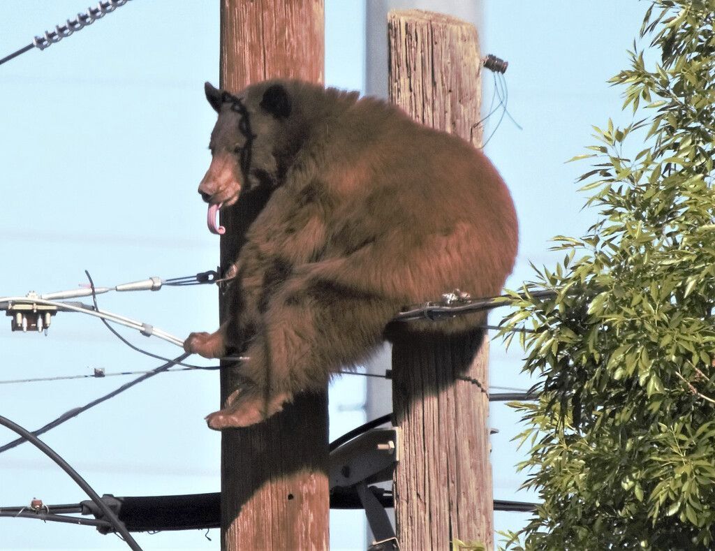 Bär macht es sich auf Stromkabeln gemütlich