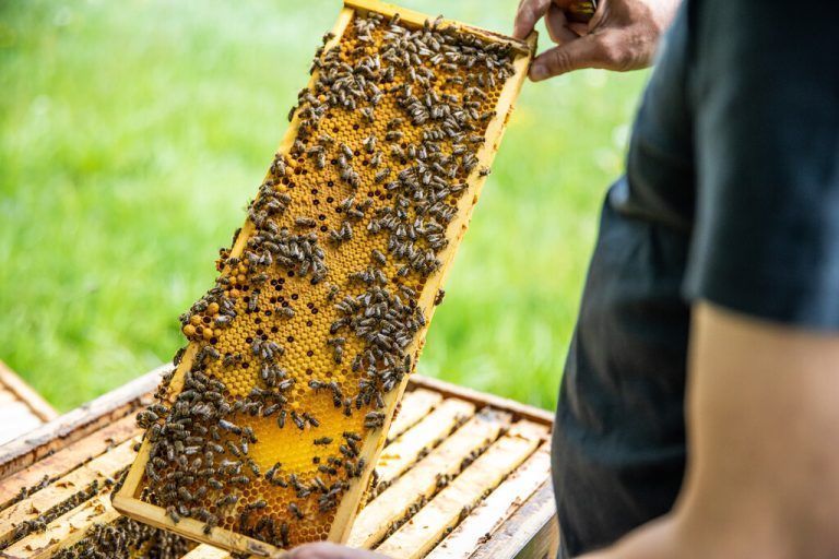 Die Arbeit mit den Bienen erfordert Geduld und gewissenhaftes Arbeiten.