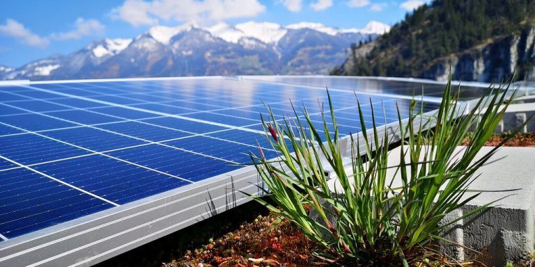 Die „grüne“ Solaranlage auf dem Dach der Firma Rauch bietet ökologische Nischen und höheren Wirkungsgrad.FA