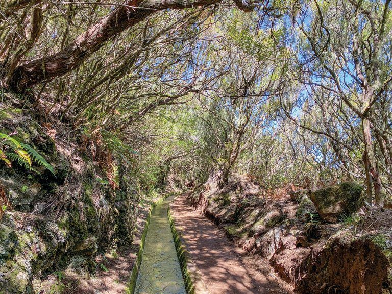 Die Heide ragt rechts und links der Levada do Alecrim in Baumgröße in die Höhe.