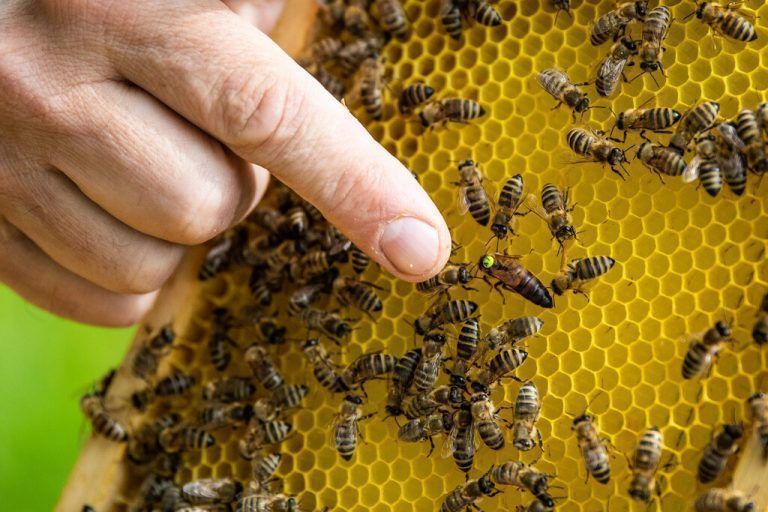 Die Königin in diesem Bienenvolk. Gerhard Mohr kennt sich mit den kleinen Hautflüglern seit seiner Jugend sehr gut aus.