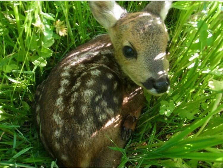 Die Tierschutzpreisträger Katharina Feurstein, Wildtierhilfe Vorarlberg, Karl Heinz Hanny, Tierretter, und der Rheinhof für besonders liebevolle Mensch-Tier-Beziehung.