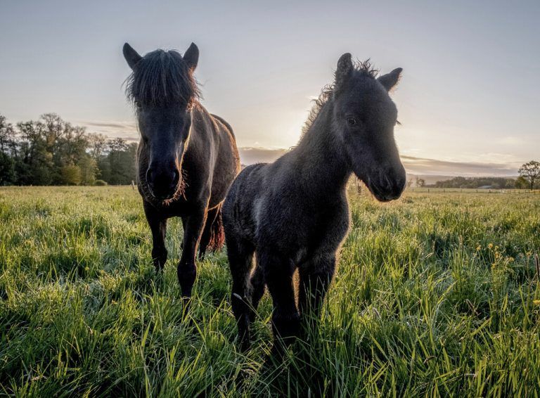 Ein Islandpony und sein kleines Fohlen toben über eine Koppel in Wehrheim im deutschen Bundesland Hessen. AP