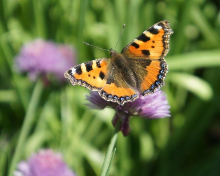 Ein Naturkreislauf ist bei Atomkraft nicht möglich, Unfälle und Abfall zerstören Leben für Zehntausende Jahre.