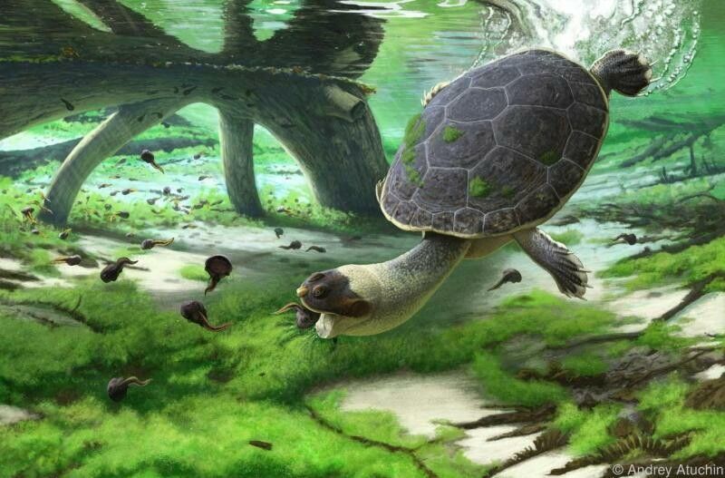 Neue froschartige Ur-Schildkröte erforscht