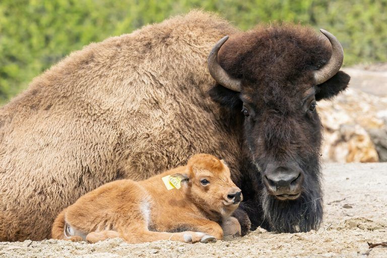Nachwuchs bei Bisons