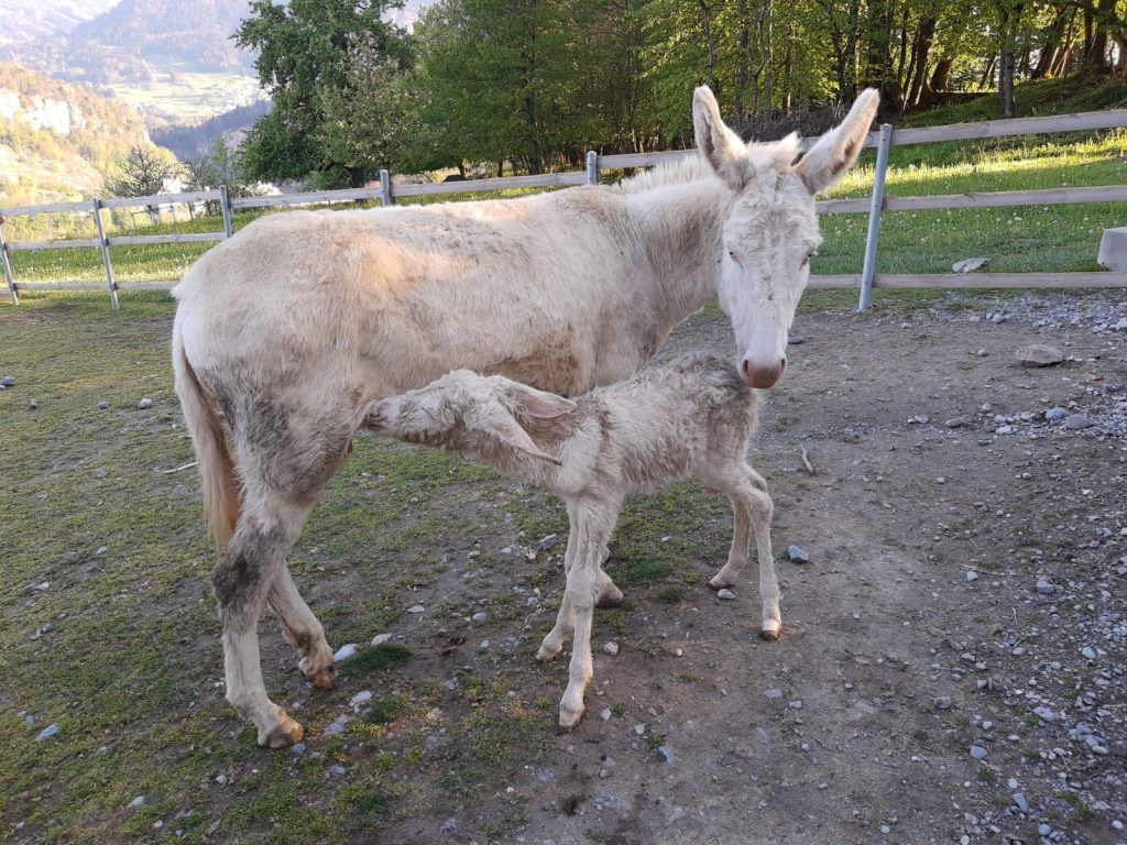 Pate für Eselchen C