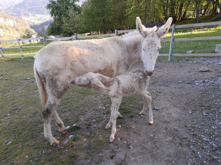 Eselmama und Eselfohlen sind wohlauf. Fehlen nur noch ein Paten und ein Name, der mit C beginnt. <span class="copyright">WIldpark</span>