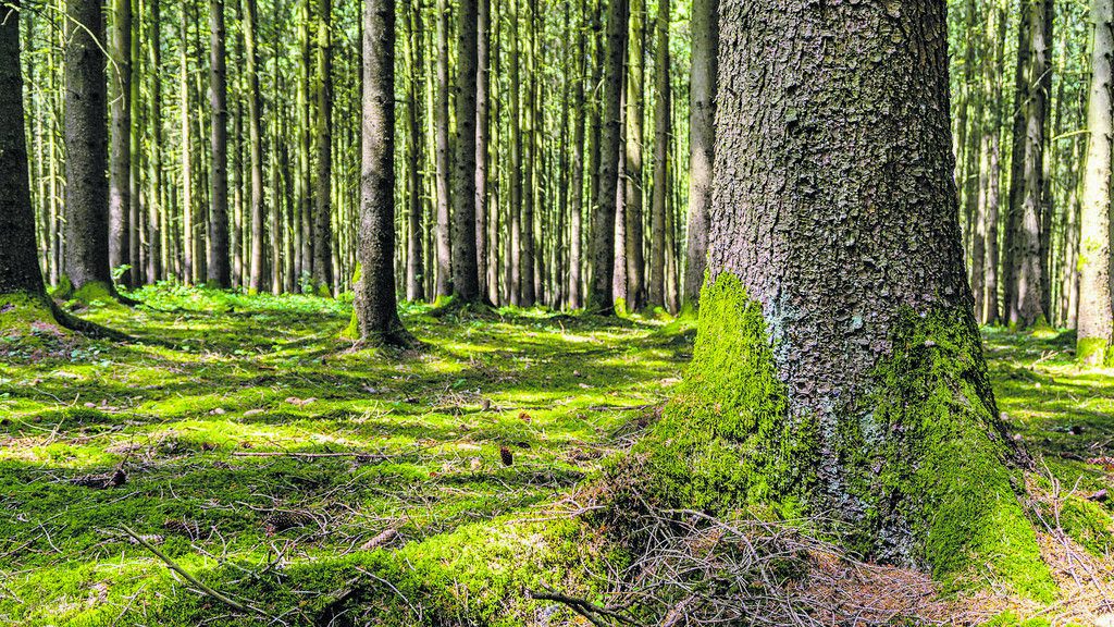 Kneipp-Waldweg in Bad Wörishofen