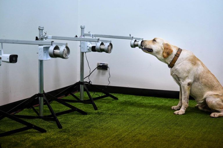 In der Chulalongkorn Universität in Bangkok riecht Hund Bobby an Schweißproben, um daraus den Coronavirus zu erschnüffeln. AFP