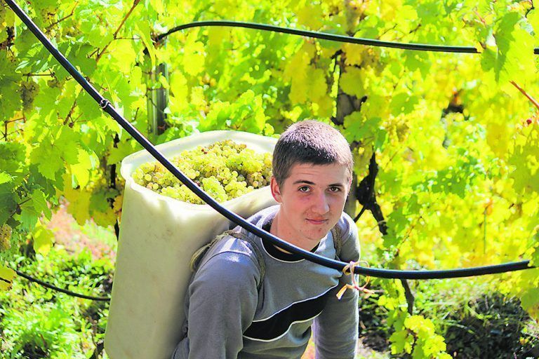 Michael Pölz bei der Weinlese in der Wachau.