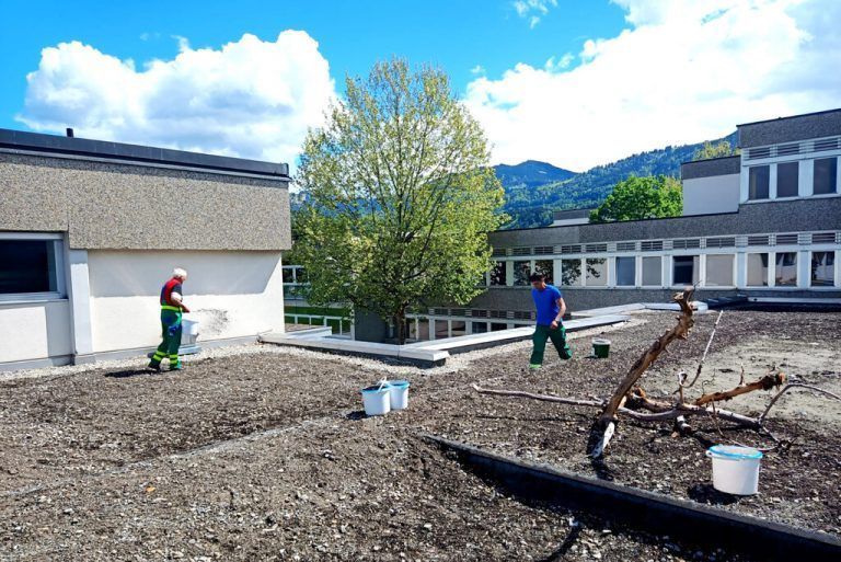 Mitarbeiter des Bauhofs Rankweil streuten kürzlich das Saatgut auf dem Flachdach der Volksschule Montfort aus.<span class="copyright">MArktgemeinde</span>