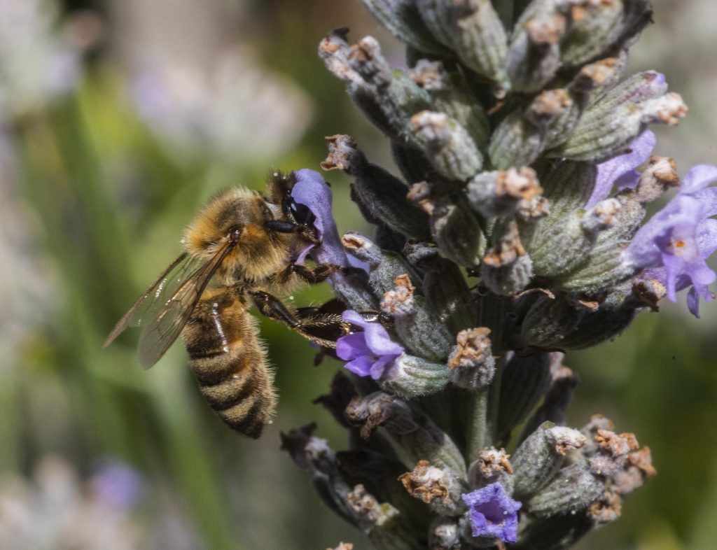 Warum es den Bienen heuer endlich besser geht