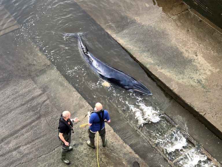 Retter befreien einen Wal aus einer Themse-Schleuse in London. Wieso sich das Tier dorthin verirrt hat, ist unklar. DAVID KORSAKS @dkfitldn/Reuters