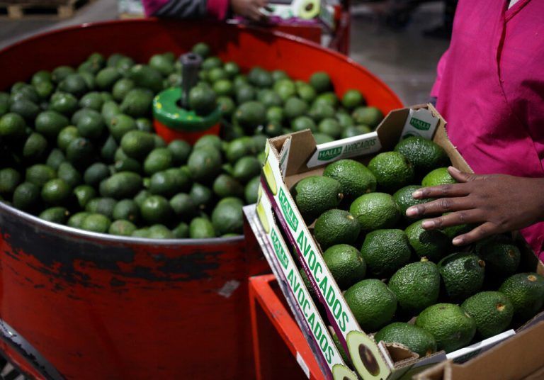 Südafrika ist einer der zehn größten Avocado-Exporteure der Welt. Reuters