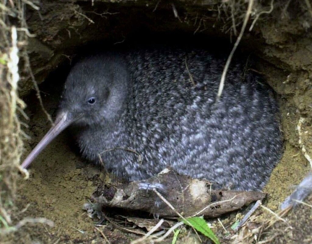 Weltweite Vogelzählung