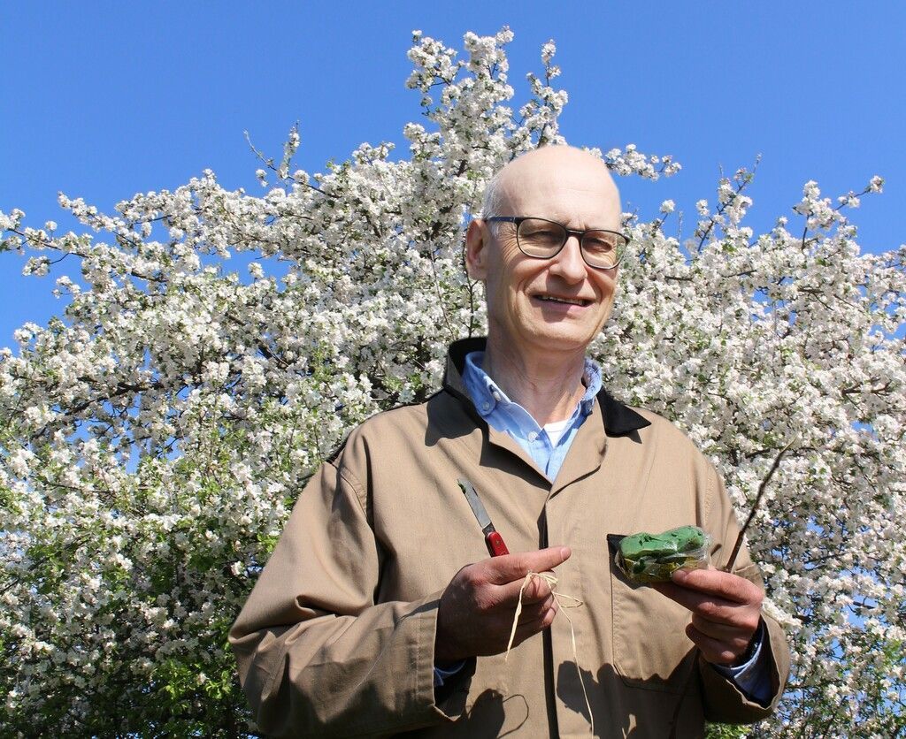 Auch aus altem Geäst treiben neue Blüten