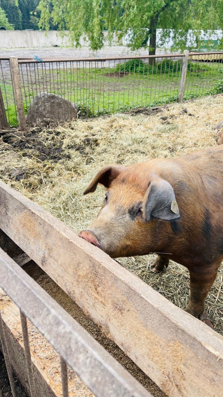 Am Zangerlhof in Rankweil fühlen sich die Schweine sauwohl. <span class="copyright">VN/TAS </span>