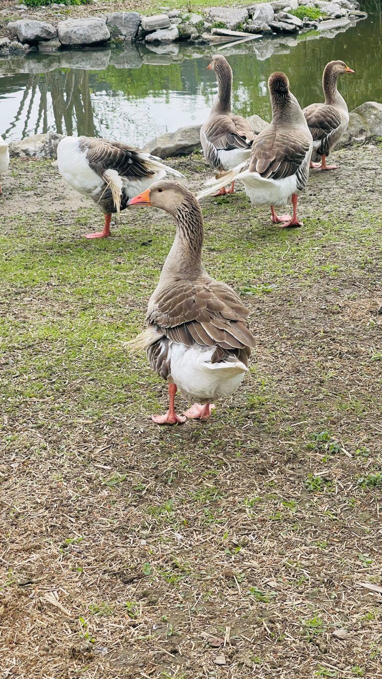 Auch die Enten und Gänse haben beim Zangerlhof jede Menge Auslauf und einen Teich zum Baden.