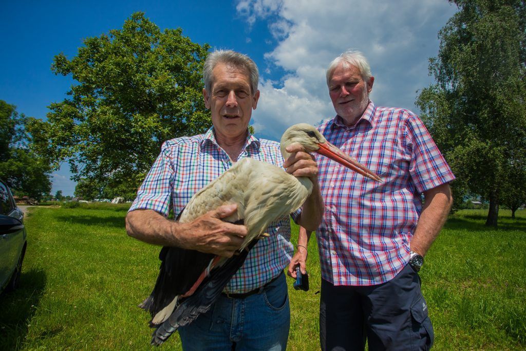 Storch in Dornbirn vor dem Tod gerettet