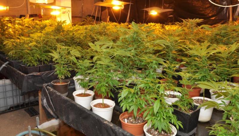 Rankweil: Unfall führte zu Cannabis-Plantage