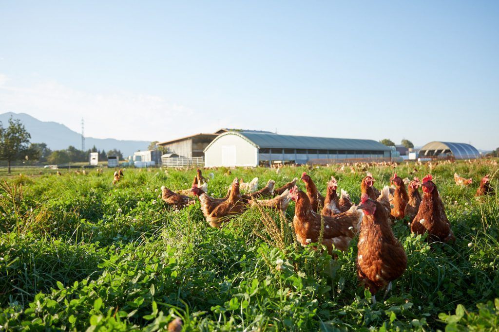 EU-Agrarförderung für über 3000 Betriebe