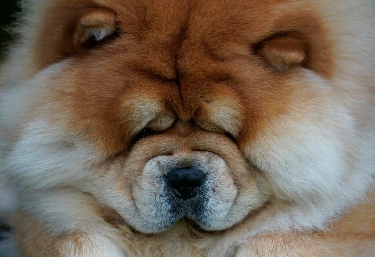 Ein Chow-Chow chillt bei der Westminster Kennel Club Dog Show in New York. Zuschauer sind heuer wegen Covid-19 nicht erlaubt. AFP