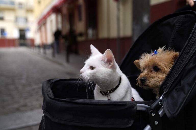 Ein Hund und eine Katze blicken neugierig aus einem Kinderwagen in der spanischen Stadt Sevilla. AP