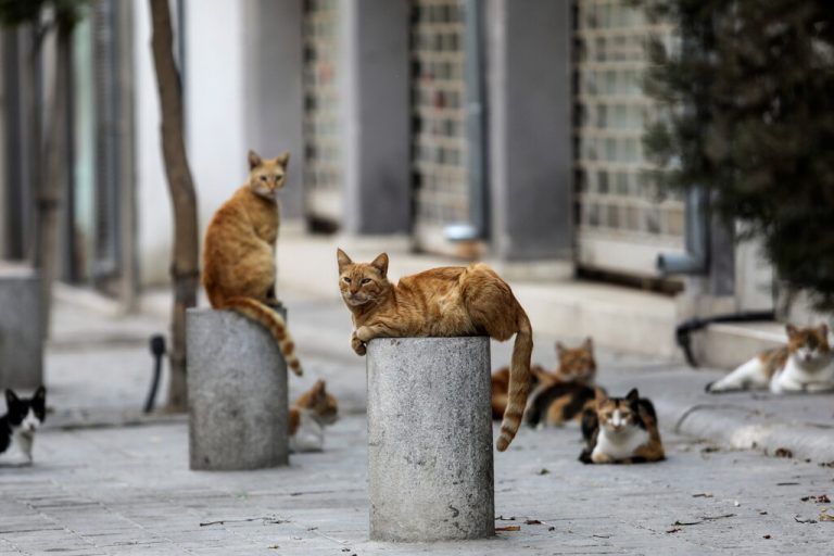 Eine Gruppe streunender Katzen ruht sich auf einem schattigen Plätzchen in der Altstadt von Nikosia auf Zypern aus. reuters